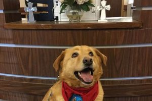 Therapy Dogs International | My Caring Dog – Tips, Stories, and Care Guides for Loving Pet Owners