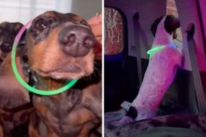 Wiener Dogs Go To Car Wash | My Caring Dog – Tips, Stories, and Care Guides for Loving Pet Owners