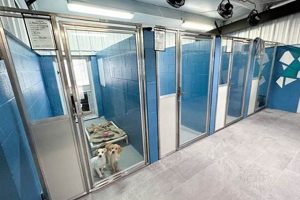 Temporary Foster Care For Dogs My Caring Dog – Tips, Stories, and Care Guides for Loving Pet Owners Temporary Foster Care For Dogs | My Caring Dog – Tips, Stories, and Care Guides for Loving Pet Owners