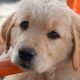 Adorable Puppies Near You: Find Your Car Dog | My Caring Dog – Tips, Stories, and Care Guides for Loving Pet Owners