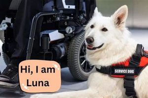 My Service Dog: A Comprehensive Guide | My Caring Dog – Tips, Stories, and Care Guides for Loving Pet Owners
