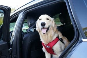 Should You Take Your Dog on Car Rides? The Ultimate Guide My Caring Dog – Tips, Stories, and Care Guides for Loving Pet Owners Should You Take Your Dog on Car Rides? The Ultimate Guide | My Caring Dog – Tips, Stories, and Care Guides for Loving Pet Owners