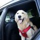 Should You Take Your Dog on Car Rides? The Ultimate Guide | My Caring Dog – Tips, Stories, and Care Guides for Loving Pet Owners