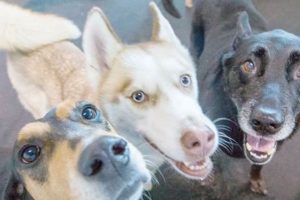 Top Dog Day Care in Chantilly, VA | My Caring Dog – Tips, Stories, and Care Guides for Loving Pet Owners