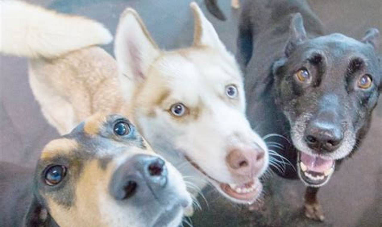 Top Dog Day Care in Chantilly, VA My Caring Dog – Tips, Stories, and Care Guides for Loving Pet Owners Top Dog Day Care in Chantilly, VA | My Caring Dog – Tips, Stories, and Care Guides for Loving Pet Owners