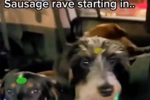 Ultimate Sausage Dog Car Wash Rave & Fun! My Caring Dog – Tips, Stories, and Care Guides for Loving Pet Owners Ultimate Sausage Dog Car Wash Rave & Fun! | My Caring Dog – Tips, Stories, and Care Guides for Loving Pet Owners