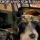 Ultimate Sausage Dog Car Wash Rave & Fun! | My Caring Dog – Tips, Stories, and Care Guides for Loving Pet Owners