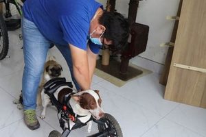 Caring for Handicapped Car Dogs | My Caring Dog – Tips, Stories, and Care Guides for Loving Pet Owners