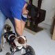 Caring for Handicapped Car Dogs | My Caring Dog – Tips, Stories, and Care Guides for Loving Pet Owners