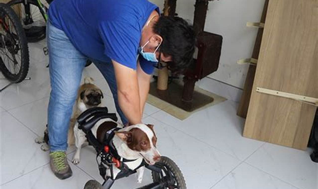 Caring for Handicapped Car Dogs My Caring Dog – Tips, Stories, and Care Guides for Loving Pet Owners Caring for Handicapped Car Dogs | My Caring Dog – Tips, Stories, and Care Guides for Loving Pet Owners