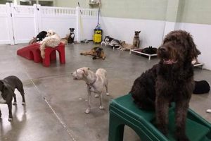 Best Dog Day Care in Studio City: Top Picks | My Caring Dog – Tips, Stories, and Care Guides for Loving Pet Owners