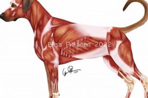 The Ultimate Guide to A Canine Car Companion | My Caring Dog – Tips, Stories, and Care Guides for Loving Pet Owners