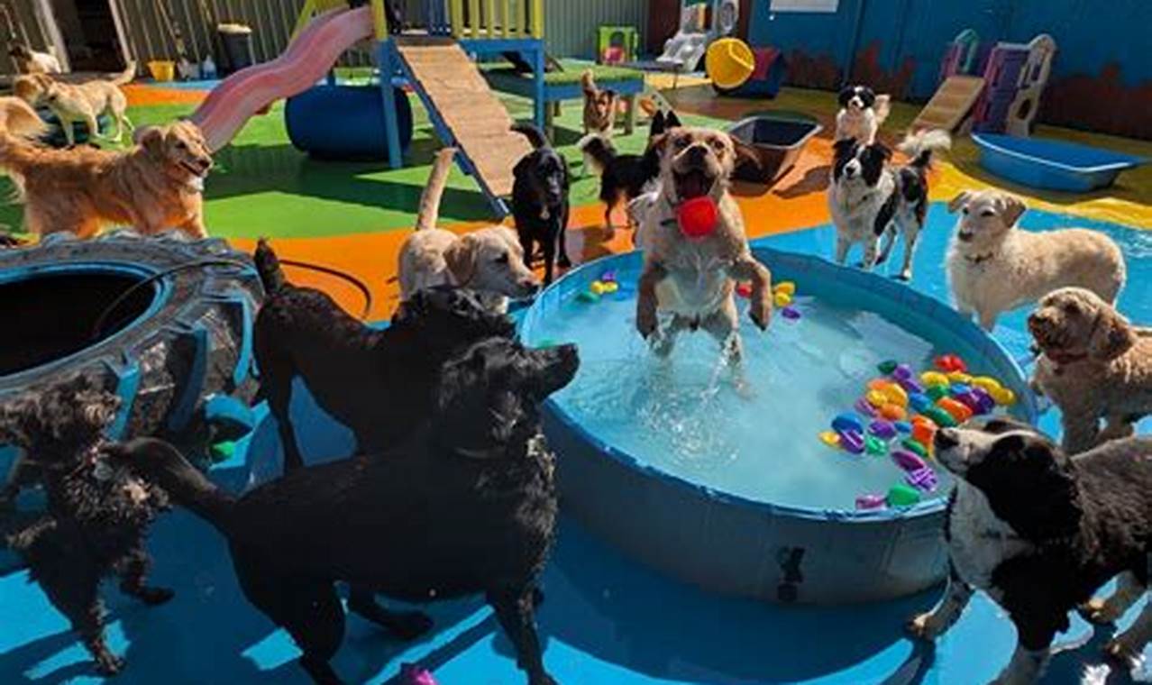 Best Dog House Day Care | Top Kennels & Pet Sitters | My Caring Dog – Tips, Stories, and Care Guides for Loving Pet Owners