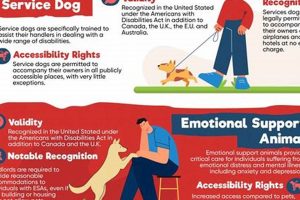 Getting a Service Dog: Your Complete Guide | My Caring Dog – Tips, Stories, and Care Guides for Loving Pet Owners