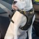 Best Dog Car Safety Harnesses: Top Picks & Guide | My Caring Dog – Tips, Stories, and Care Guides for Loving Pet Owners