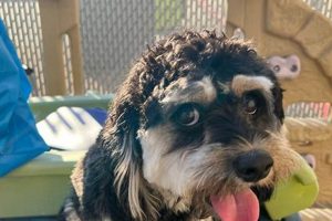 Top Dog Day Care in Missouri City, TX | My Caring Dog – Tips, Stories, and Care Guides for Loving Pet Owners