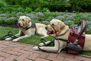 Find Your ESA Dog Near You | Top Breeders & Shelters | My Caring Dog – Tips, Stories, and Care Guides for Loving Pet Owners