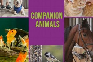 Best Car Travel Companion for your Dog | My Caring Dog – Tips, Stories, and Care Guides for Loving Pet Owners