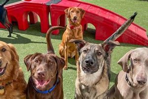 Best Bentonville Dog Day Care & Boarding | My Caring Dog – Tips, Stories, and Care Guides for Loving Pet Owners