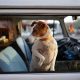 California Dog Car Law: Safe Travel Guide | My Caring Dog – Tips, Stories, and Care Guides for Loving Pet Owners