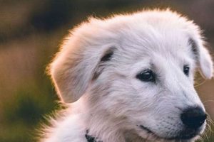 Fund Your Service Dog: Proven Fundraising Tips | My Caring Dog – Tips, Stories, and Care Guides for Loving Pet Owners