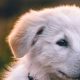 Fund Your Service Dog: Proven Fundraising Tips | My Caring Dog – Tips, Stories, and Care Guides for Loving Pet Owners