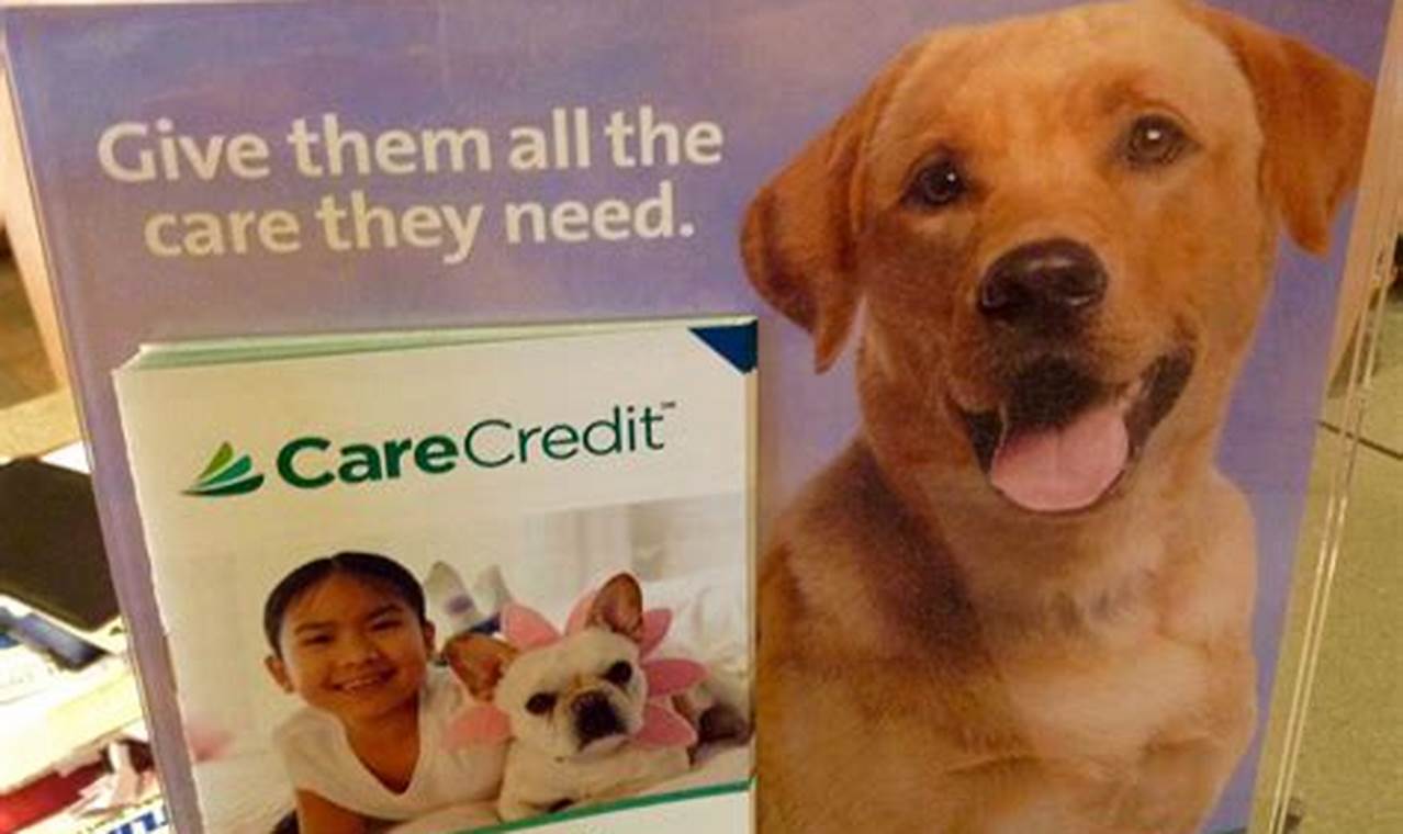 Best Care Credit Options for Premium Dog Food My Caring Dog – Tips, Stories, and Care Guides for Loving Pet Owners Best Care Credit Options for Premium Dog Food | My Caring Dog – Tips, Stories, and Care Guides for Loving Pet Owners