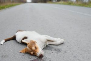 My Dog Was Hit By A Car And Died | My Caring Dog – Tips, Stories, and Care Guides for Loving Pet Owners