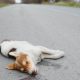 My Dog Was Hit By A Car And Died | My Caring Dog – Tips, Stories, and Care Guides for Loving Pet Owners