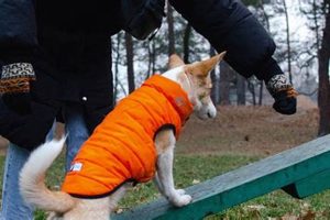 Best Service Dog Board & Train Programs | My Caring Dog – Tips, Stories, and Care Guides for Loving Pet Owners