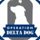 Best Service Dog Nonprofits & Organizations | My Caring Dog – Tips, Stories, and Care Guides for Loving Pet Owners