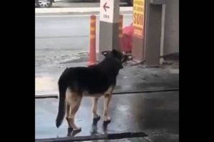 Why Dogs Use Car Washes to Scratch & How to Stop It My Caring Dog – Tips, Stories, and Care Guides for Loving Pet Owners Why Dogs Use Car Washes to Scratch & How to Stop It | My Caring Dog – Tips, Stories, and Care Guides for Loving Pet Owners