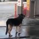 Why Dogs Use Car Washes to Scratch & How to Stop It | My Caring Dog – Tips, Stories, and Care Guides for Loving Pet Owners