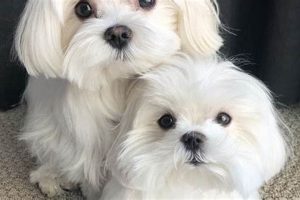 Adopt Free Dogs Near You: Find Your Car Buddy | My Caring Dog – Tips, Stories, and Care Guides for Loving Pet Owners