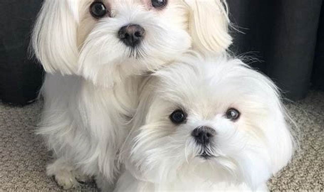 Adopt Free Dogs Near You: Find Your Car Buddy | My Caring Dog – Tips, Stories, and Care Guides for Loving Pet Owners