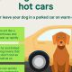 Can You Leave Dog Food In A Hot Car | My Caring Dog – Tips, Stories, and Care Guides for Loving Pet Owners
