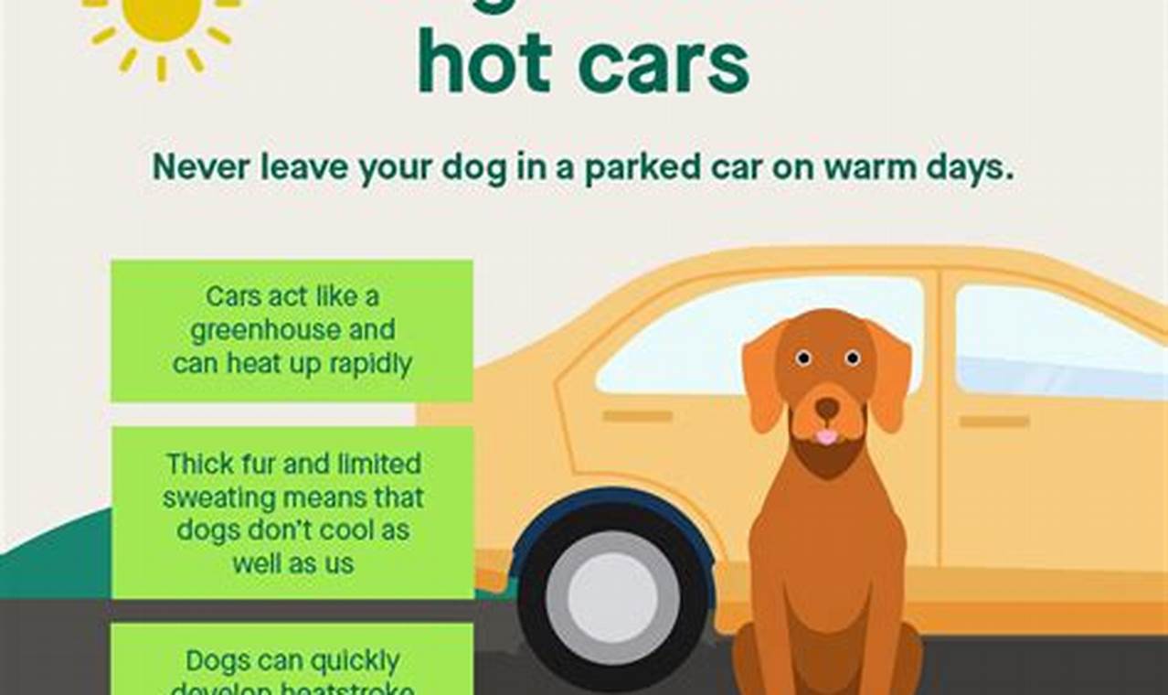 Can You Leave Dog Food In A Hot Car | My Caring Dog – Tips, Stories, and Care Guides for Loving Pet Owners