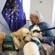Indiana Service Dogs: Your Guide | My Caring Dog – Tips, Stories, and Care Guides for Loving Pet Owners