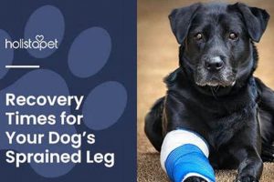 Dog Sprained Leg Care: Tips & Recovery Guide My Caring Dog – Tips, Stories, and Care Guides for Loving Pet Owners Dog Sprained Leg Care: Tips & Recovery Guide | My Caring Dog – Tips, Stories, and Care Guides for Loving Pet Owners