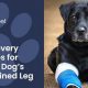 Dog Sprained Leg Care: Tips & Recovery Guide | My Caring Dog – Tips, Stories, and Care Guides for Loving Pet Owners