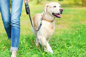 Best Dog Day Care in Battersea: Top Choices My Caring Dog – Tips, Stories, and Care Guides for Loving Pet Owners Best Dog Day Care in Battersea: Top Choices | My Caring Dog – Tips, Stories, and Care Guides for Loving Pet Owners