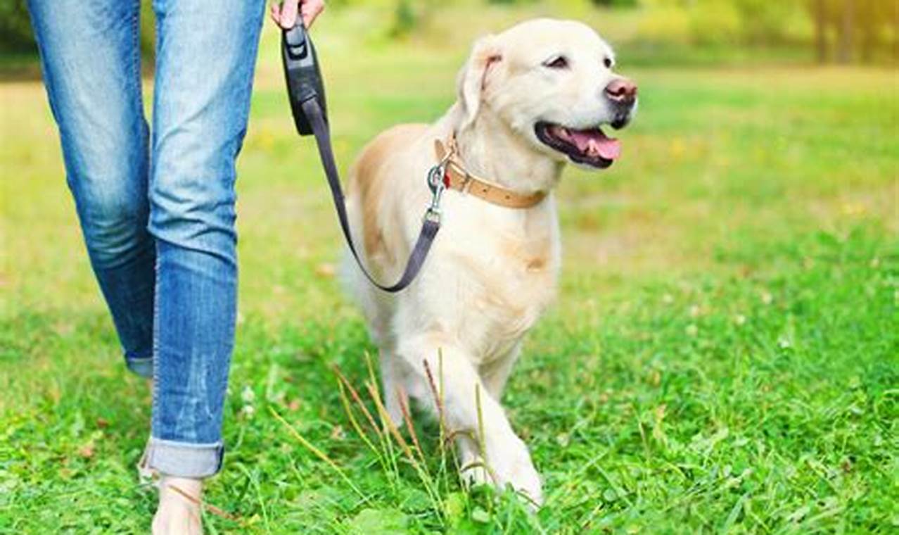 Best Dog Day Care in Battersea: Top Choices | My Caring Dog – Tips, Stories, and Care Guides for Loving Pet Owners