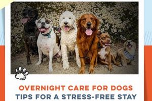 Overnight Dog Care Near Me | My Caring Dog – Tips, Stories, and Care Guides for Loving Pet Owners