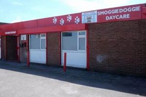 Dog Day Care Middlesbrough | My Caring Dog – Tips, Stories, and Care Guides for Loving Pet Owners