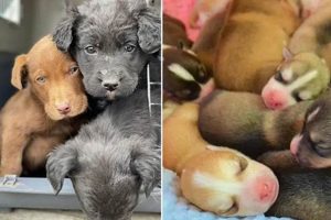 Show You Care: iCare Rescue Tips for Dog Cars | My Caring Dog – Tips, Stories, and Care Guides for Loving Pet Owners