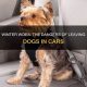 Can You Leave Dog Food In The Car | My Caring Dog – Tips, Stories, and Care Guides for Loving Pet Owners