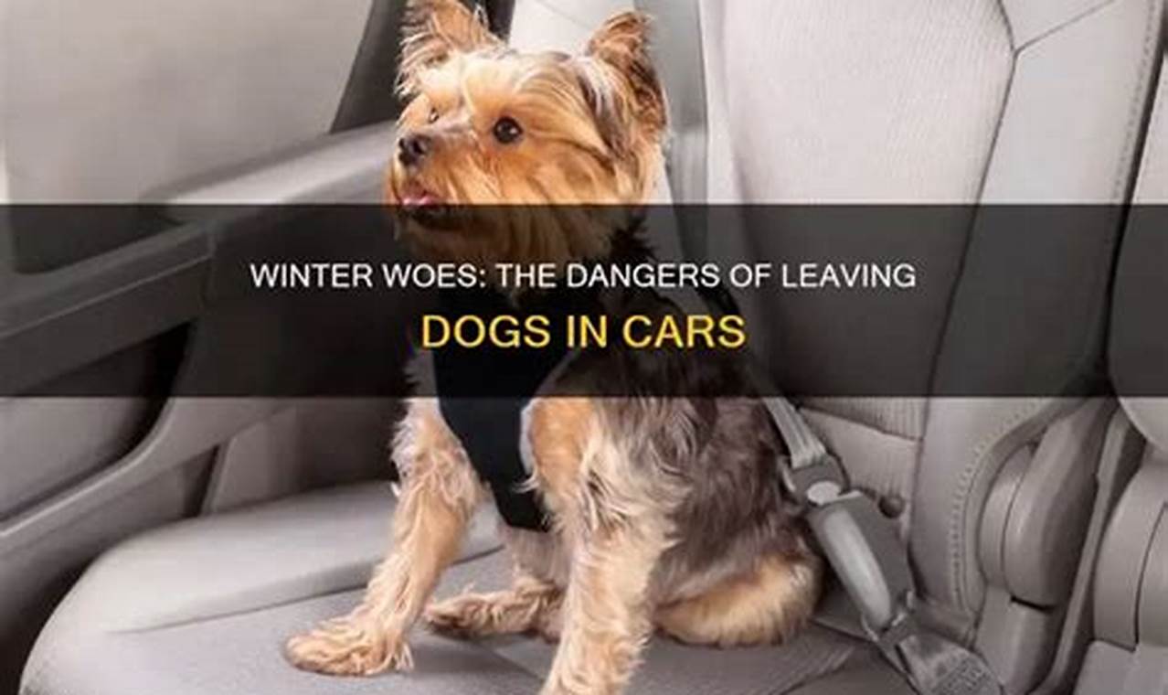 Can You Leave Dog Food In The Car | My Caring Dog – Tips, Stories, and Care Guides for Loving Pet Owners