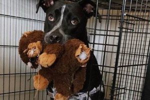 Best Animal Shelters in St. Louis, MO: Adopt Today | My Caring Dog – Tips, Stories, and Care Guides for Loving Pet Owners