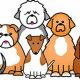 Best Dog Day Care in Conshohocken, PA | Top Kennels | My Caring Dog – Tips, Stories, and Care Guides for Loving Pet Owners