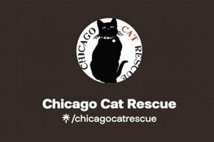 Best Cat Rescue Organizations in Chicago | My Caring Dog – Tips, Stories, and Care Guides for Loving Pet Owners